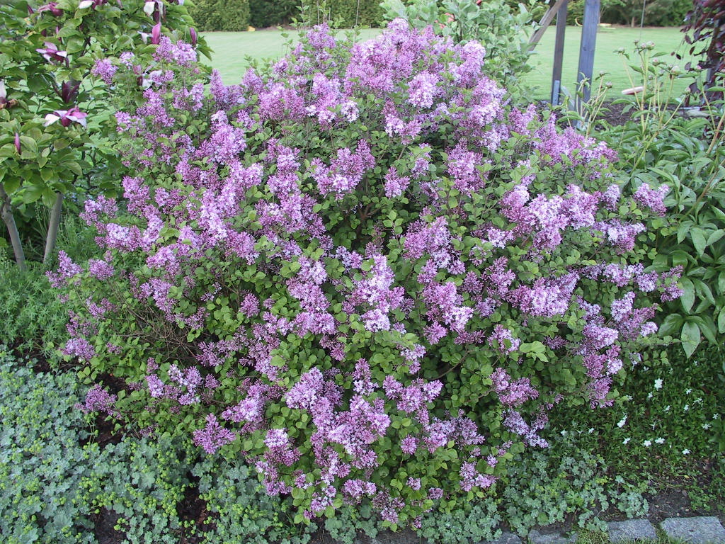 Syringa meyeri Palibin 04.jpg